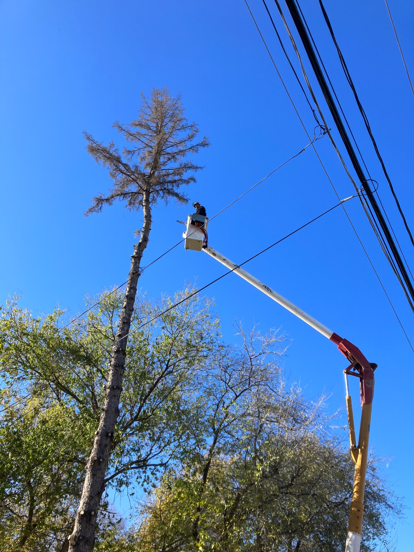 Bucket truck removing a tall dead evergreen near power lines