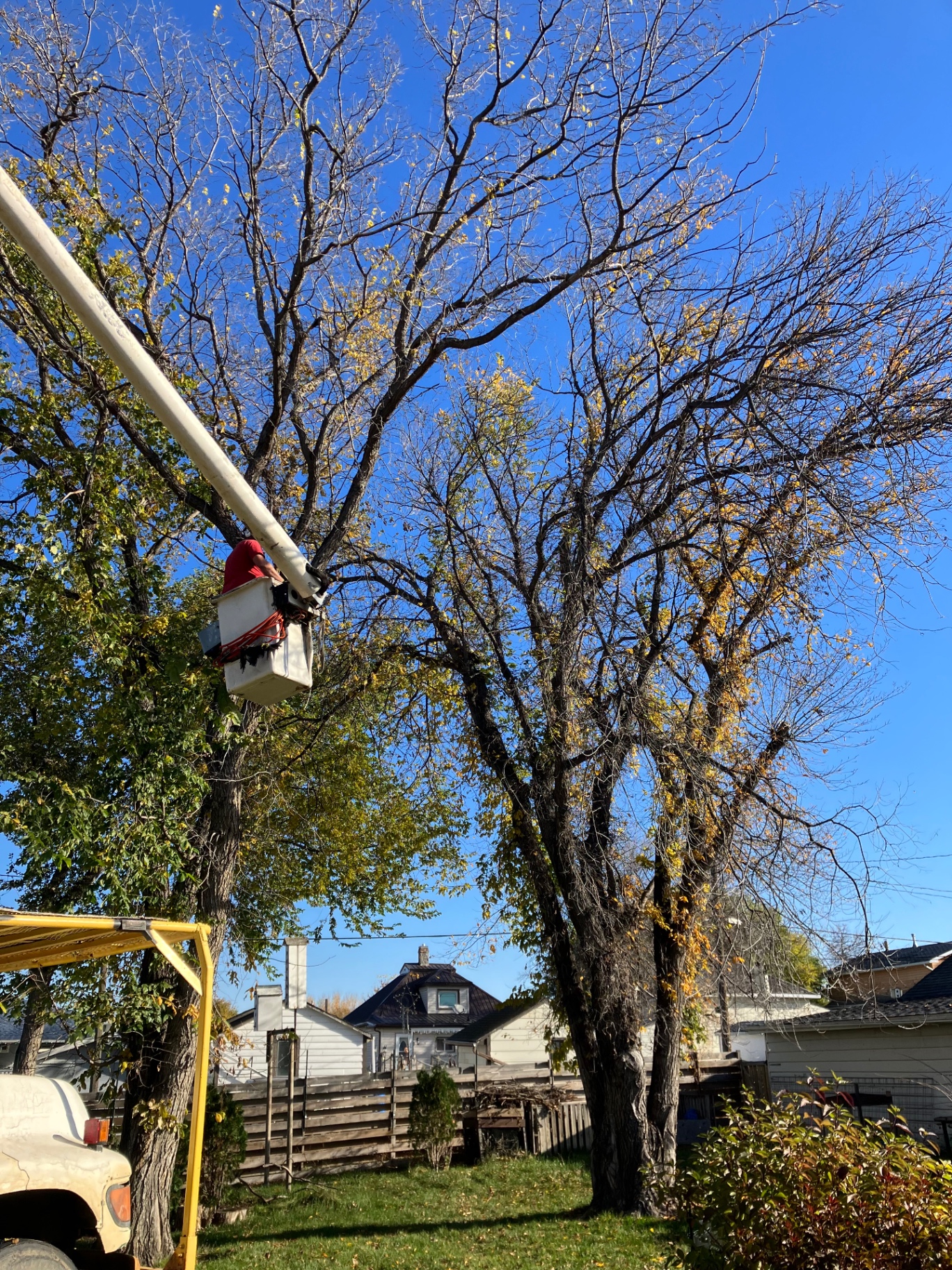 Pruning a large hardwood from the bucket on a sunny fall day
