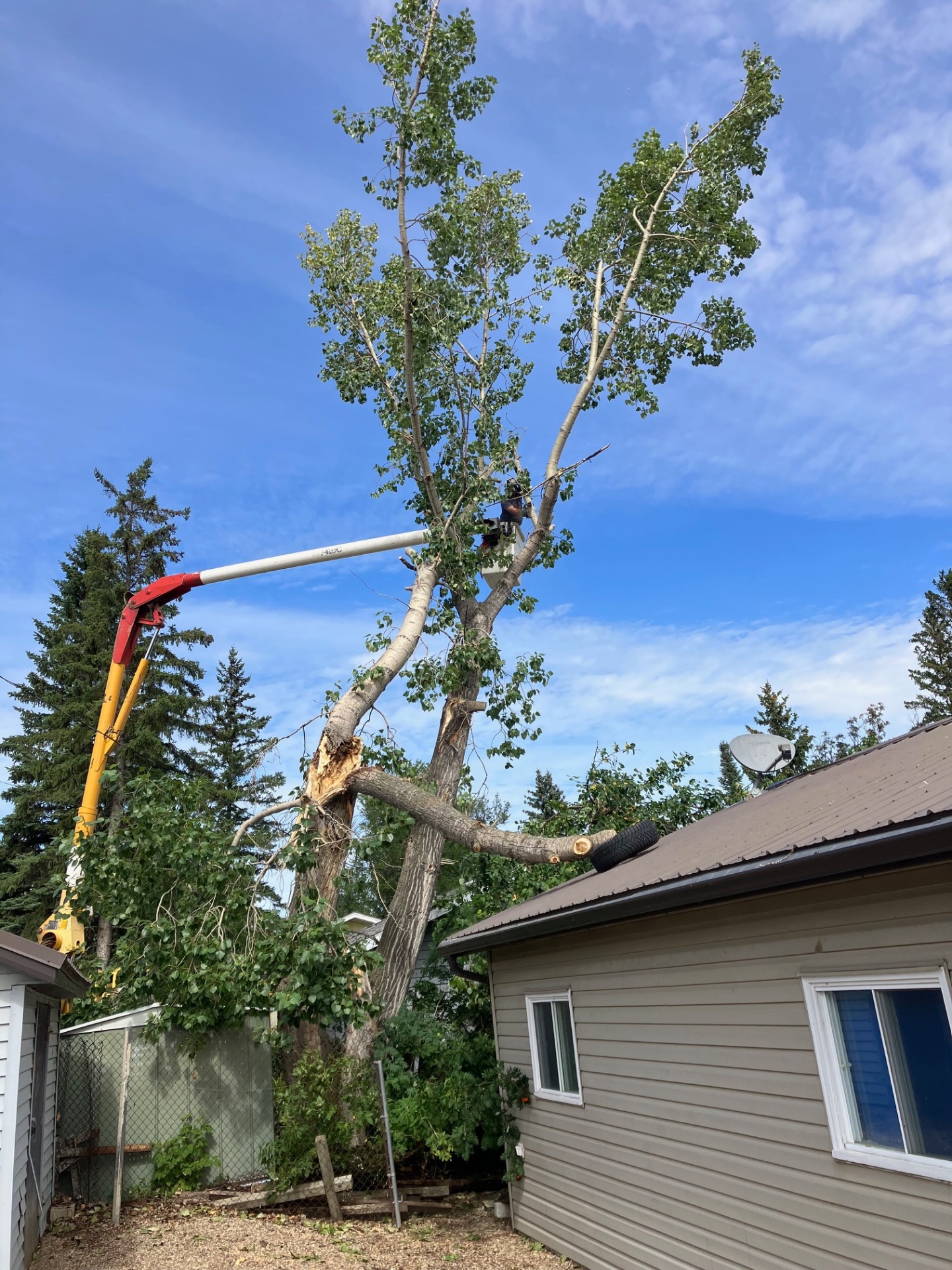Bucket truck taking down a storm-damaged poplar beside a house